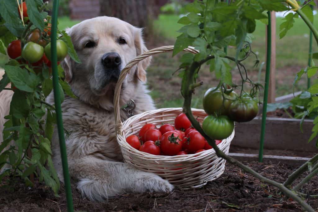 Dürfen Hunde Tomaten essen oder sind sie ein NoGo?