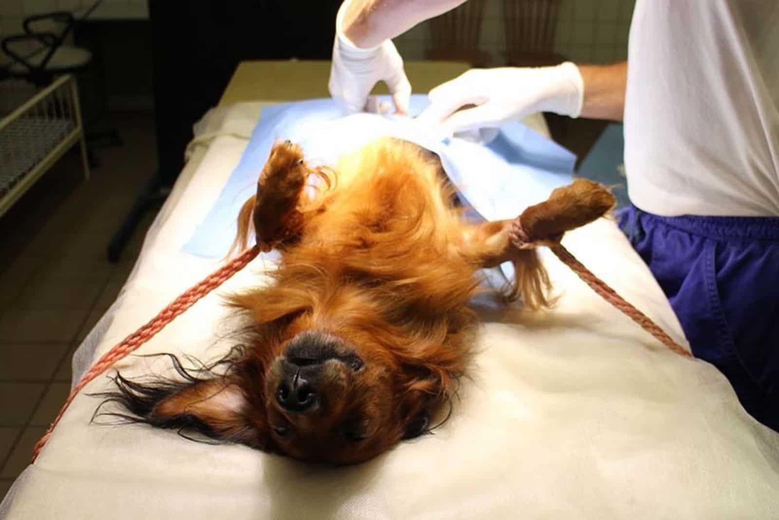 Der Hund wird von einem Tierarzt kastriert