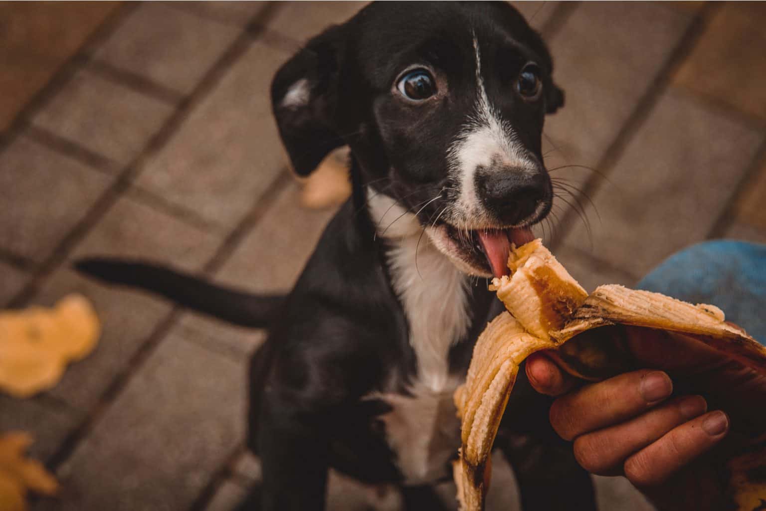 Dürfen Hunde Bananen essen? Ein Thema, das keinen Hundebesitzer kaltlässt