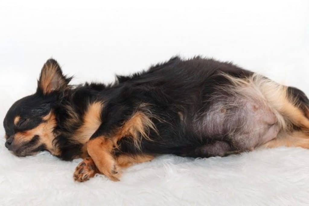 Dein Hund Verliert Fell Die Häufigsten Ursachen Und Die Besten Lösungen Dein Hund Verliert Fell Die Häufigsten Ursachen Und Die Besten Lösungen