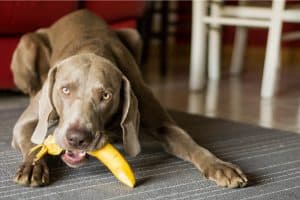 Ein brauner Hund hält eine Banane im Maul