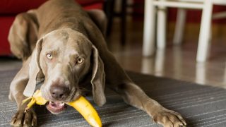 Ein brauner Hund hält eine Banane im Maul