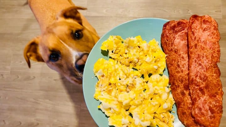 Dürfen Hunde Eier essen? – Das ewige Dilemma für Hundebesitzer