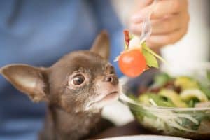 Ein Chihuahua schnüffelt an einer Tomate, die der Besitzer an einer Gabel hält