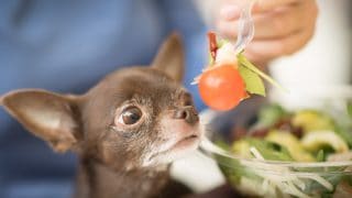 Ein Chihuahua schnüffelt an einer Tomate, die der Besitzer an einer Gabel hält
