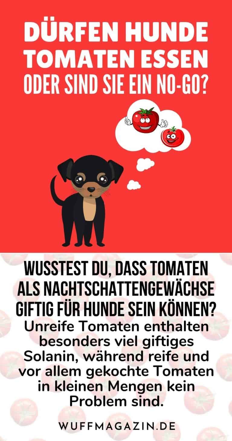 Dürfen Hunde Tomaten essen oder sind sie ein NoGo?