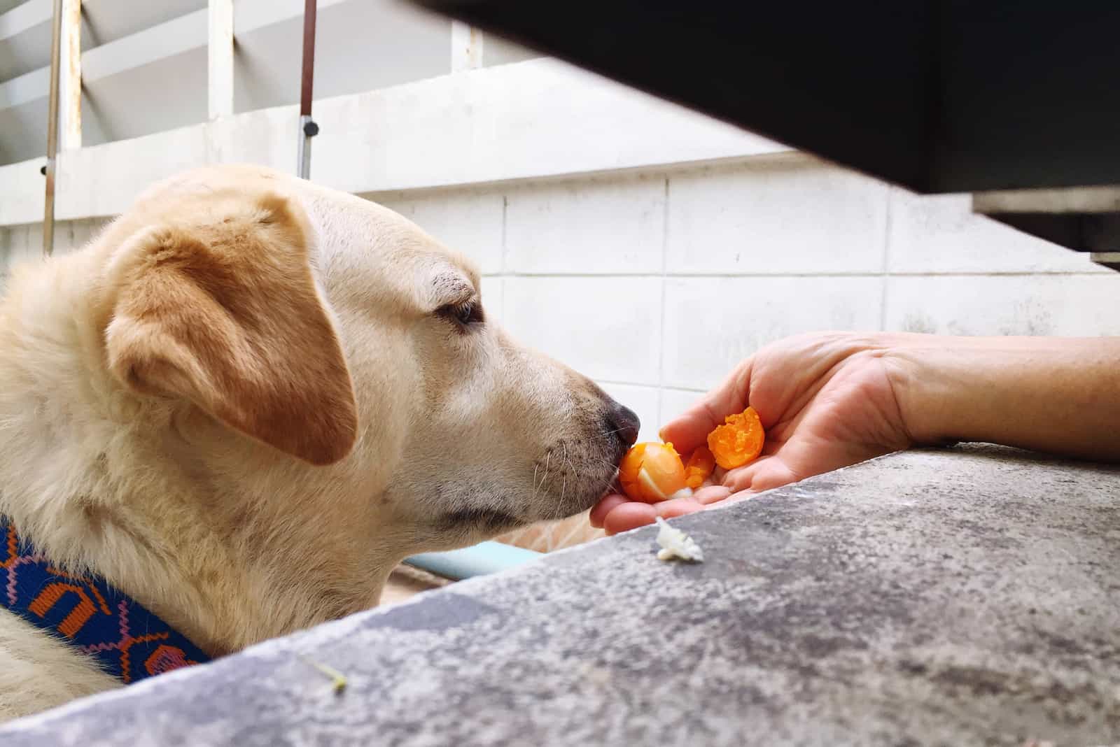 Ein Labrador isst ein Ei aus der Hand einer Person