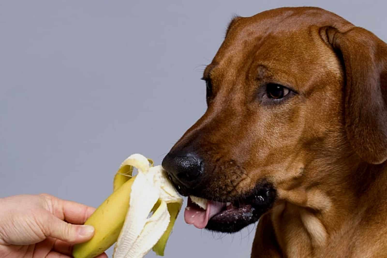 Ein brauner Hund frisst eine Banane