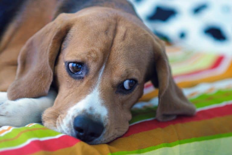 Warum Treten Tränende Augen Beim Hund Auf? Über Ursachen Und Probleme