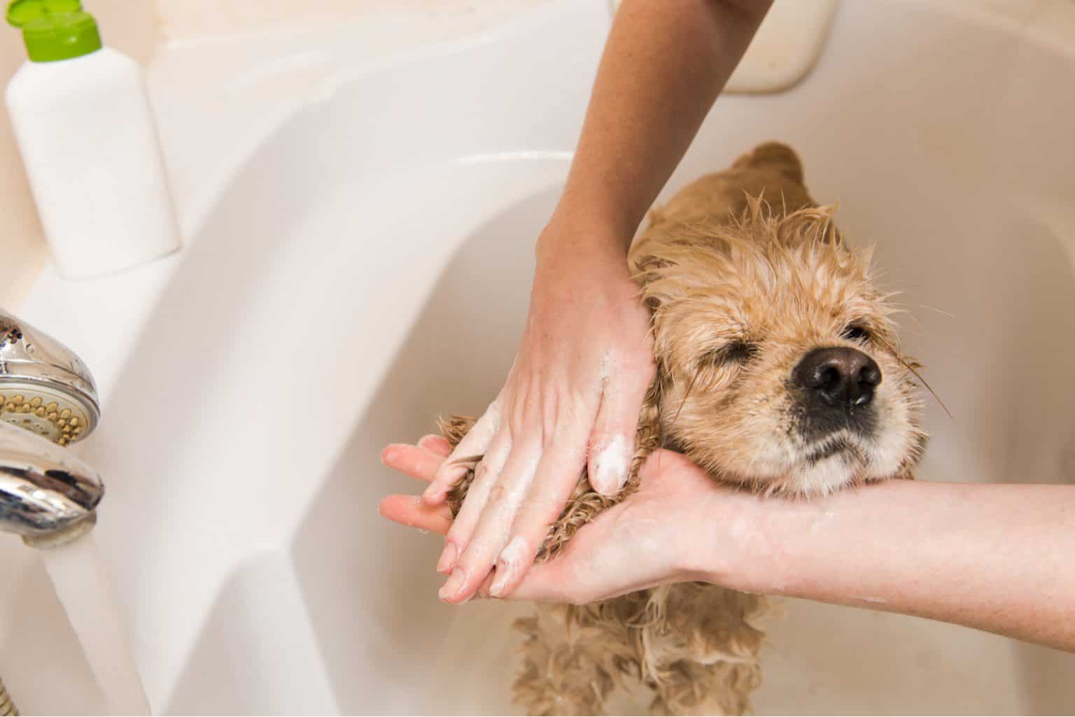 Den Hund baden: Schritt für Schritt erklärt