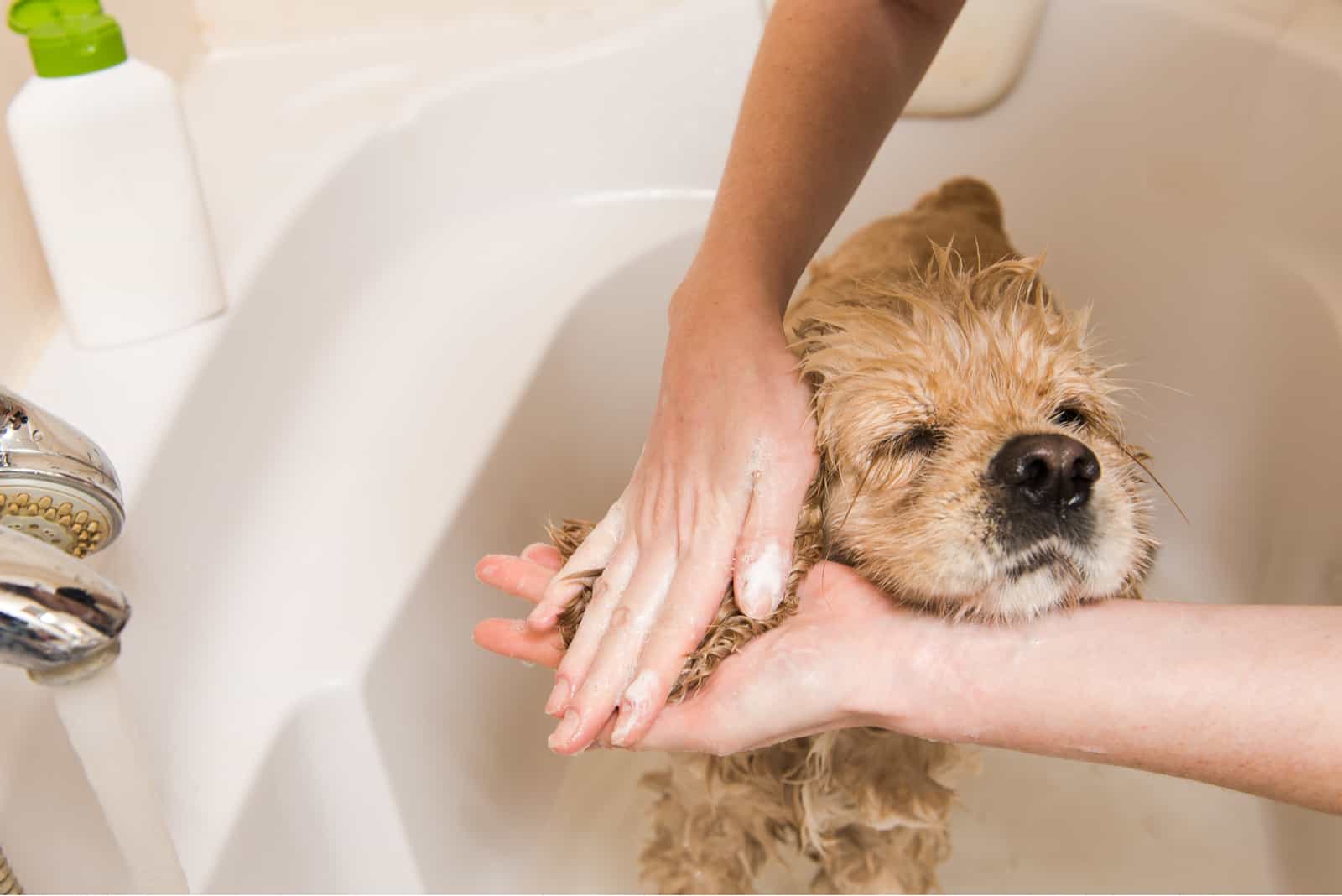 Eine Frau badet einen kleinen Hund in einer Wanne