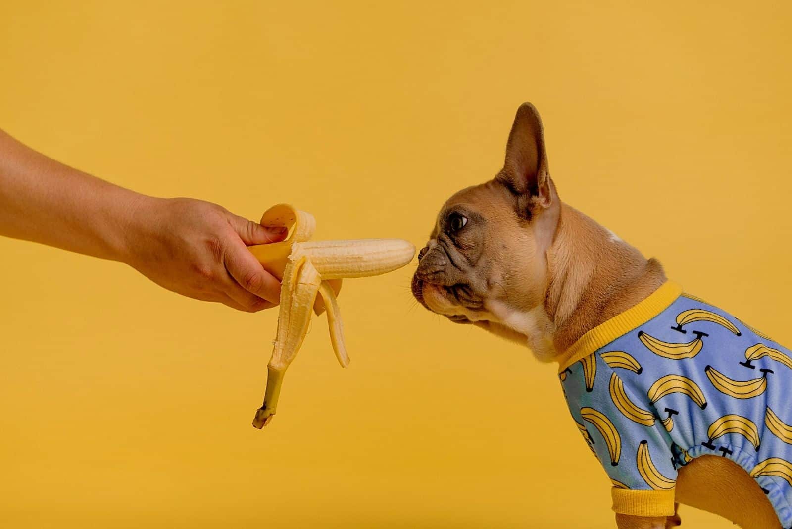 Eine französische Bulldogge isst eine Banane aus der Hand des Besitzers
