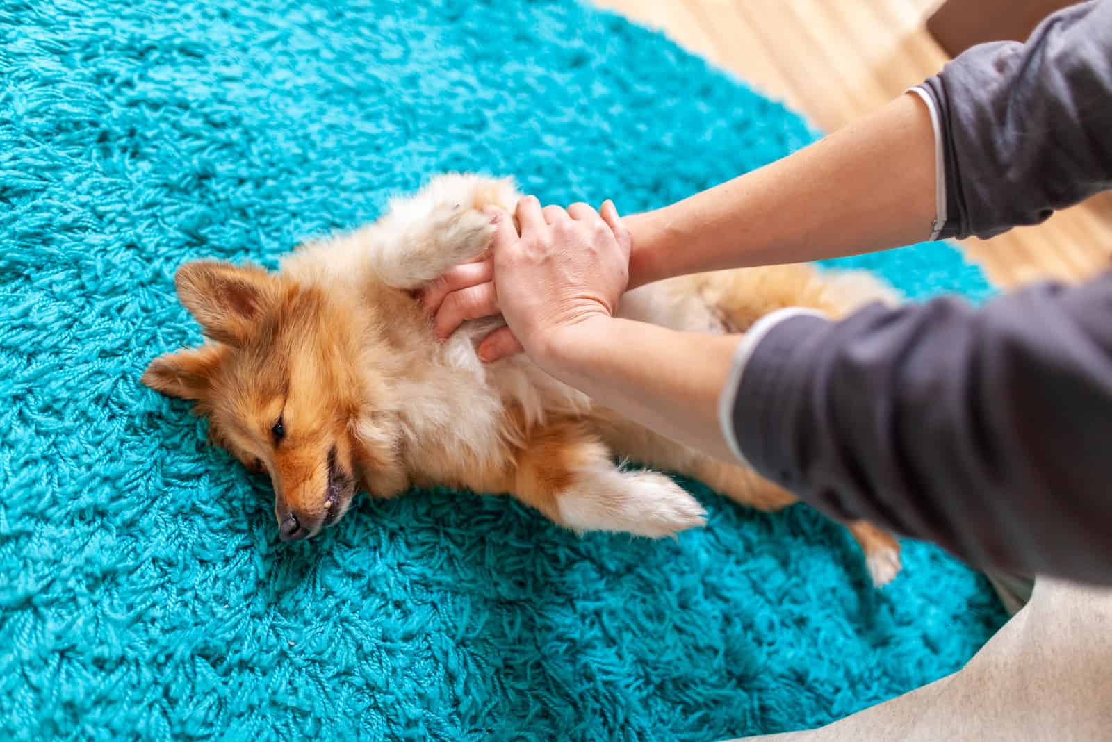 Erste-Hilfe-Wiederbelebung bei einem kleinen Hund