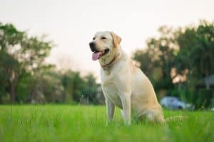 Labrador Retriever sitzt im Park