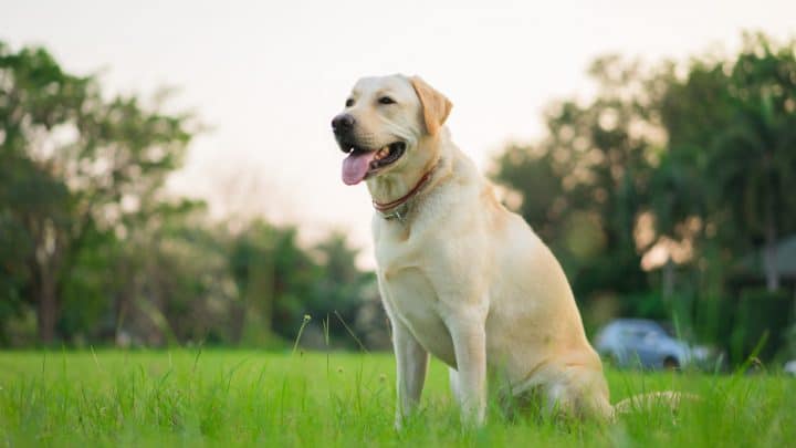 Familienhunde für Anfänger – Liste der Top 20 Hunderassen