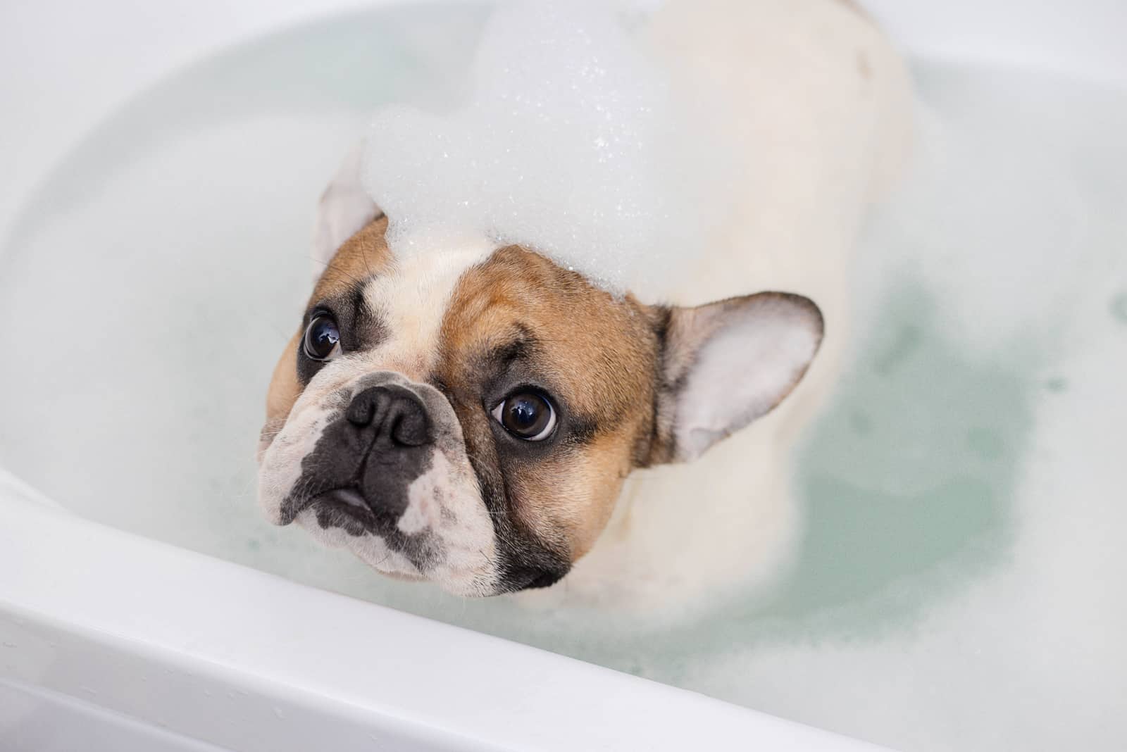 Französische Bulldogge in der Badewanne