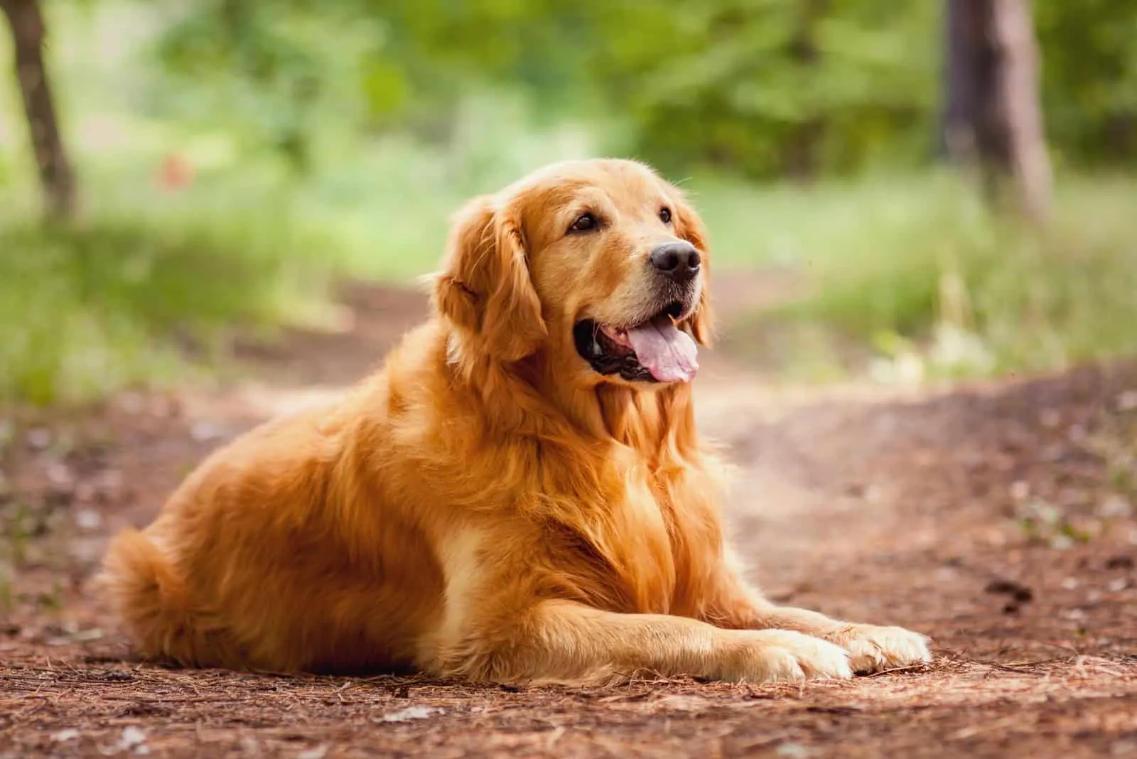 Golden Retriever draußen