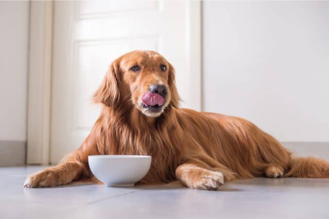 Wie oft den Hund füttern? Ein oder zweimal am Tag?