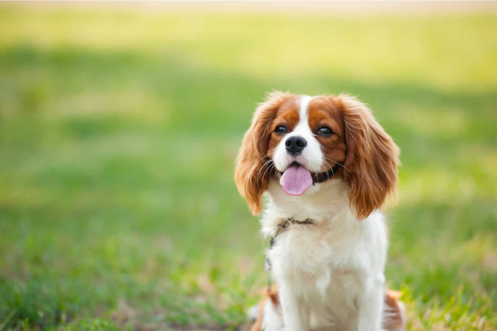 Hund Kavalier König Charles auf einem Gras