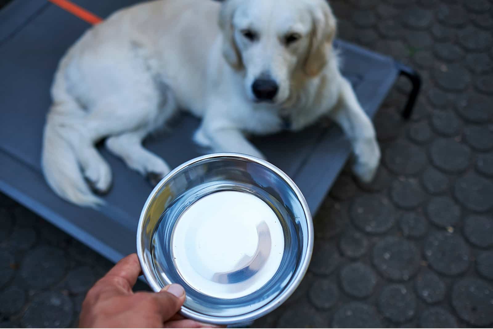 Hund bekommt eine Schüssel Wasser
