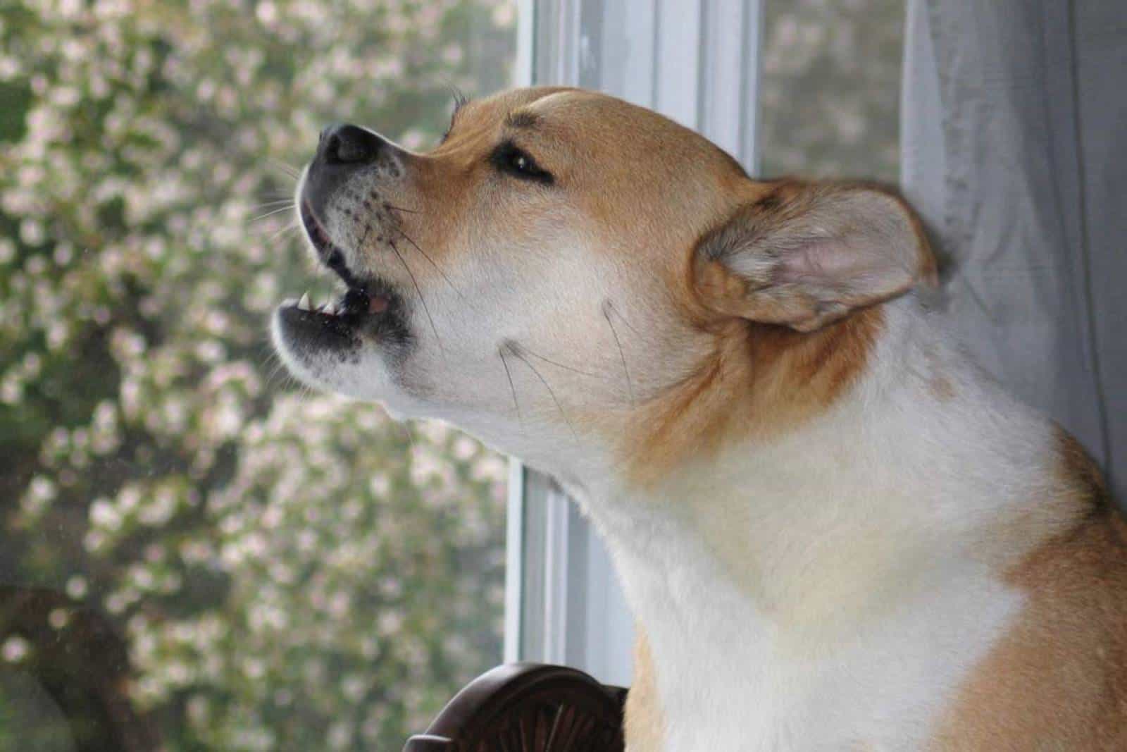 Hund bellt, während er durch das Fenster schaut