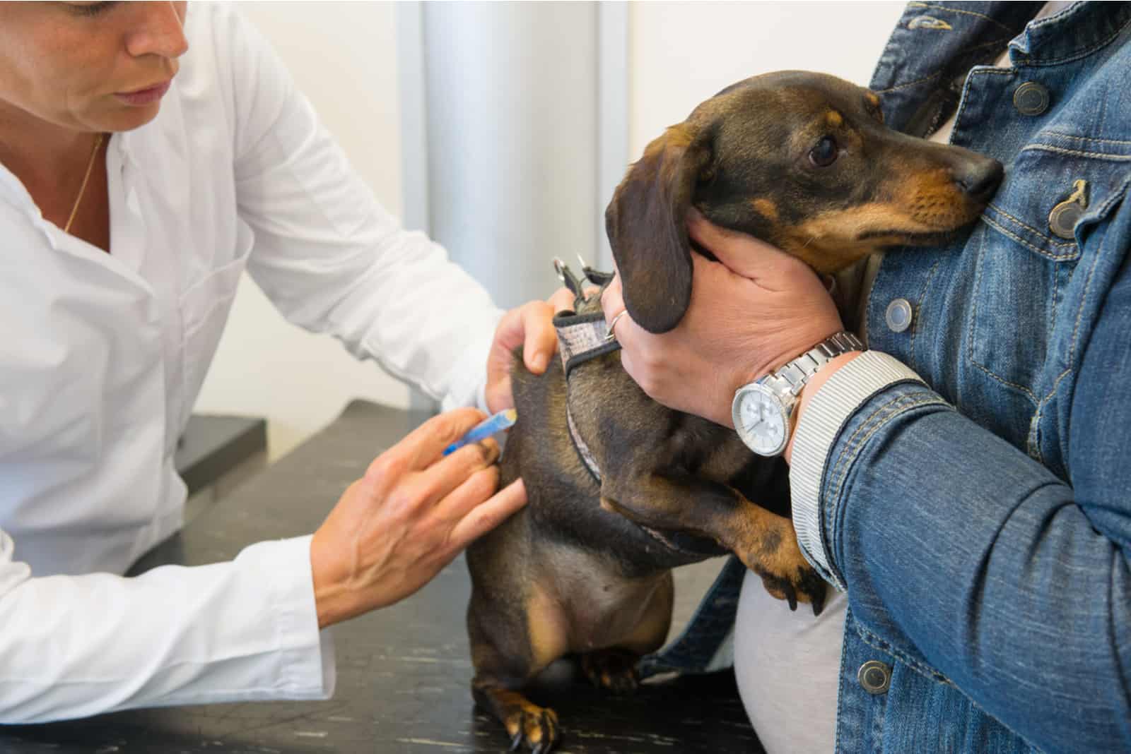 Hund, der Angst um den Tierarzt hat