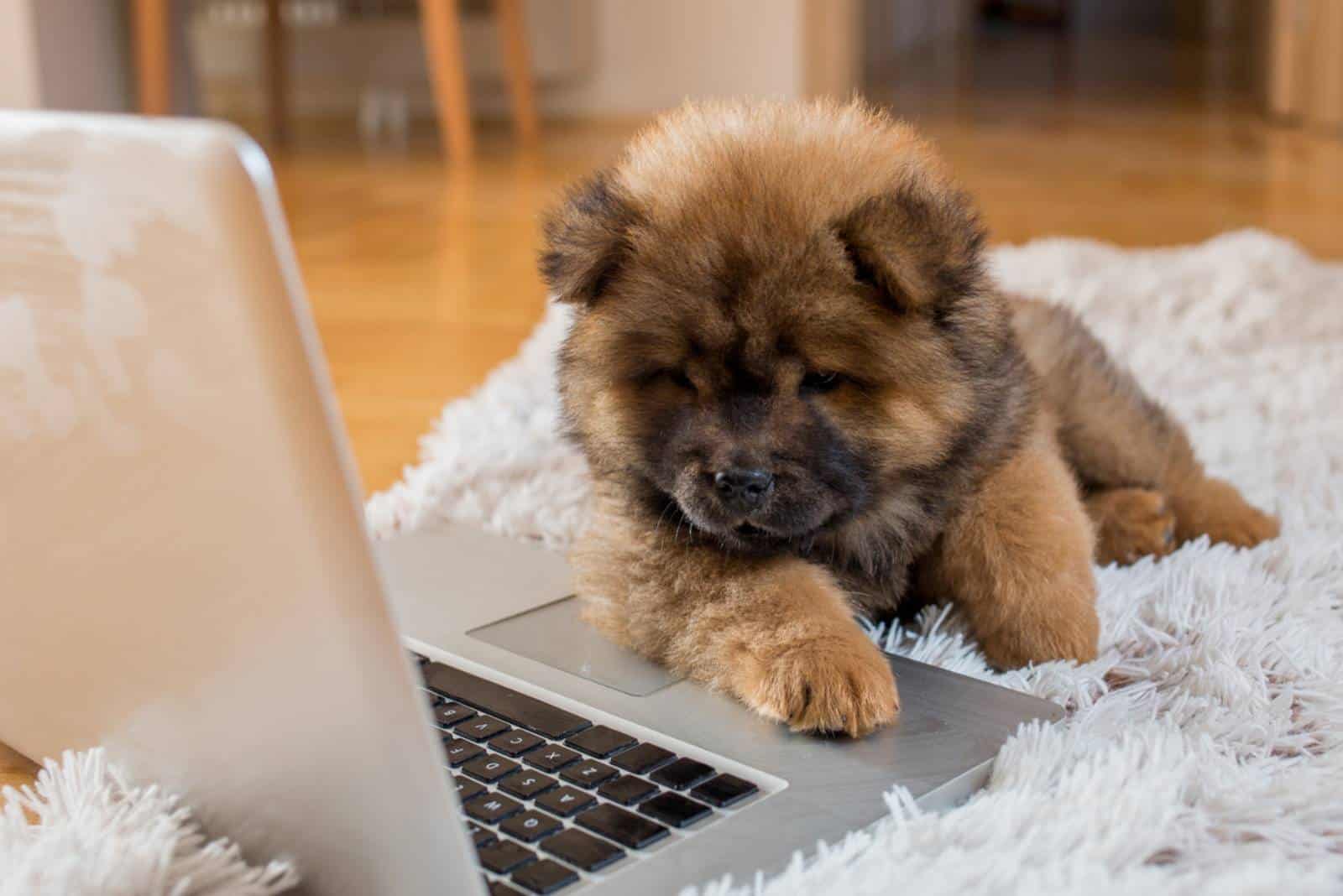 Hund, der Laptop betrachtet