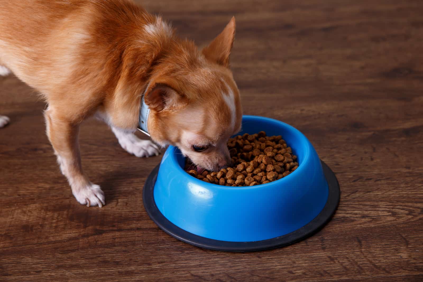 Chihuahua Hund essen Futter zu Hause