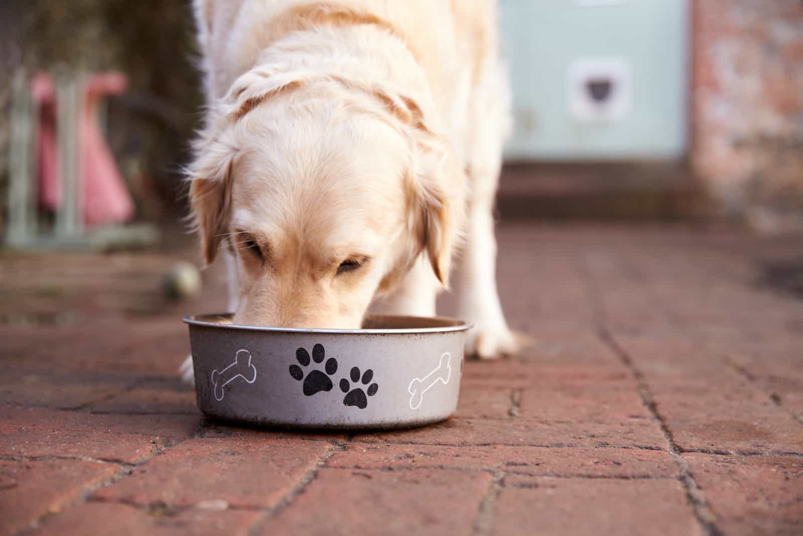 Labrador Hund draußen essen von Hundenapf
