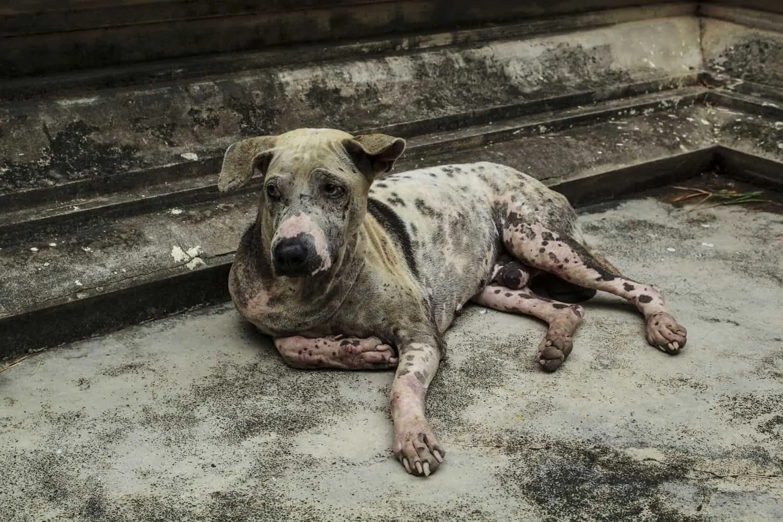 Hund mit Parasiten