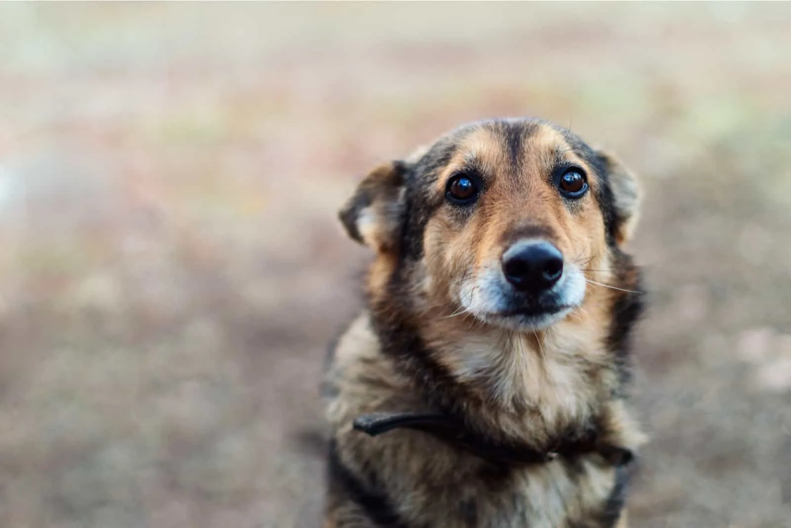 Hund mit sehr traurigen Augen