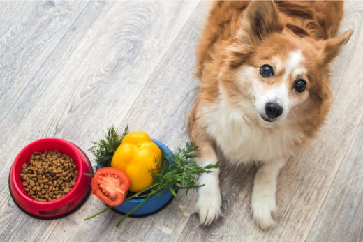 Dürfen Hunde Tomaten essen oder sind sie ein NoGo?