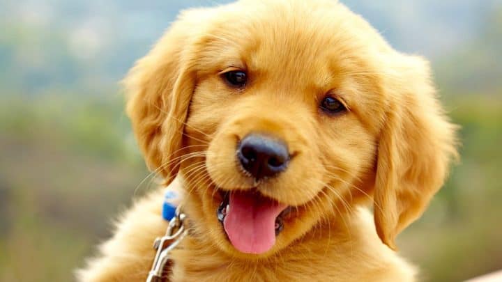 Hunde Sprüche: Die Schönsten Hundezitate Und Weisheiten