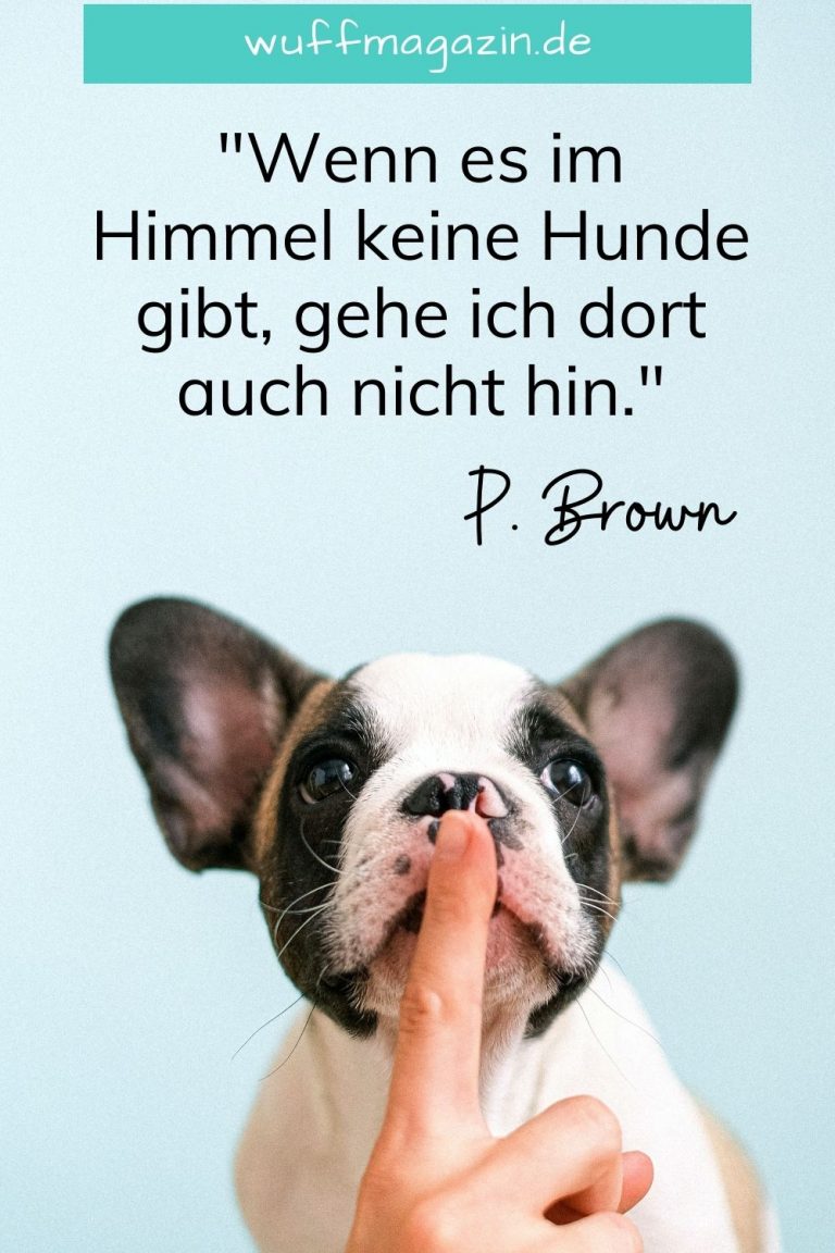 Hunde Sprüche Die Schönsten Hundezitate Und Weisheiten