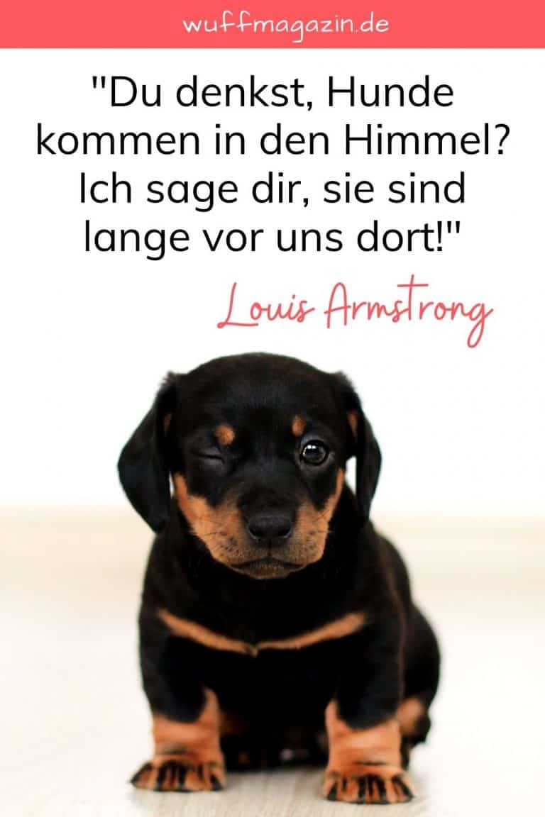 Hunde Sprüche Die Schönsten Hundezitate Und Weisheiten