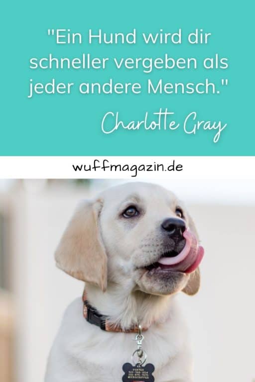 Hunde Sprüche Die Schönsten Hundezitate Und Weisheiten