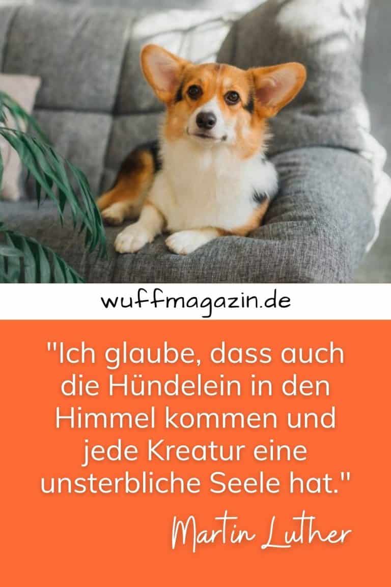 Hunde Sprüche Die Schönsten Hundezitate Und Weisheiten