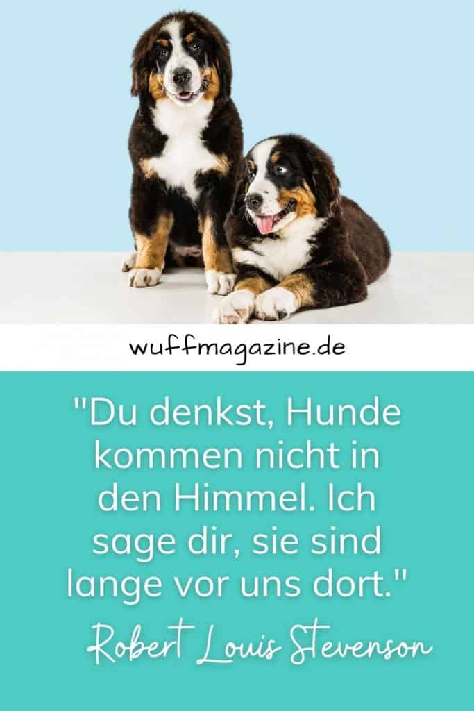 Hunde Sprüche Die Schönsten Hundezitate Und Weisheiten