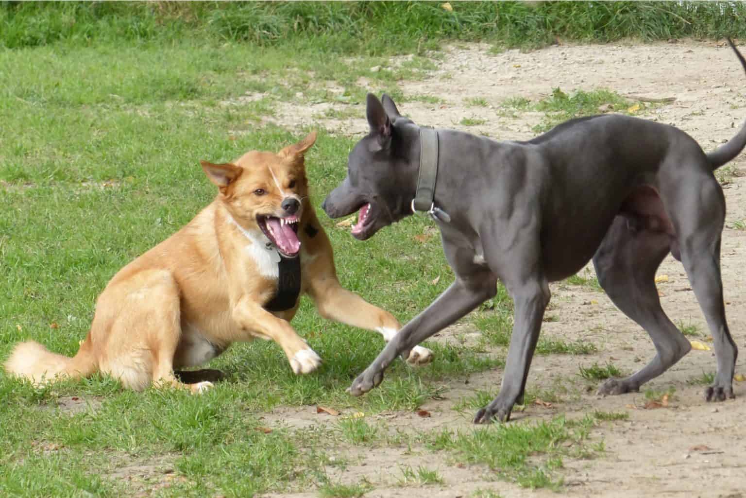 Wie Gewöhne Ich Meinem Hund Das Bellen Ab? Die Besten Lösungen