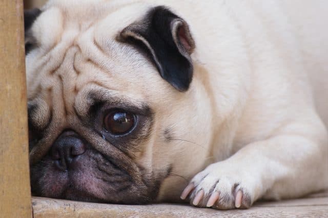 Warum Treten Tränende Augen Beim Hund Auf? Über Ursachen Und Probleme