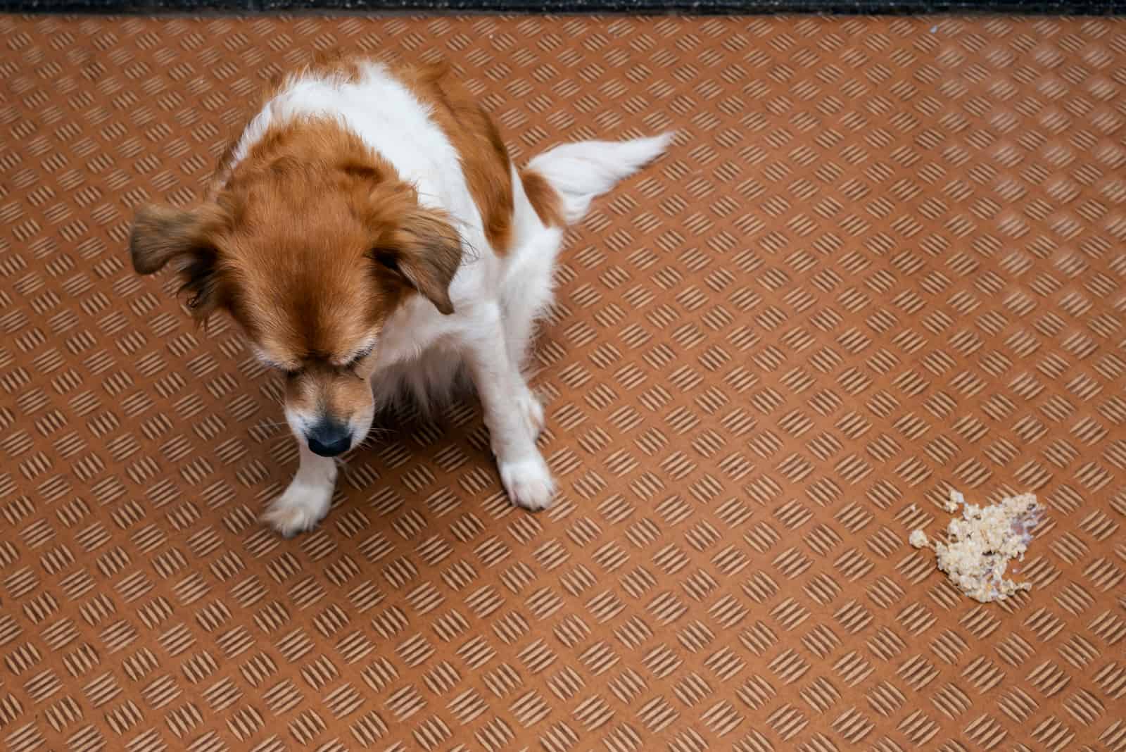 Hundekot im Wohnzimmer auf dem Boden hautnah