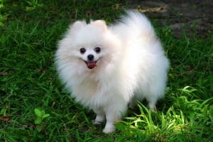 süßer pommerscher Hund