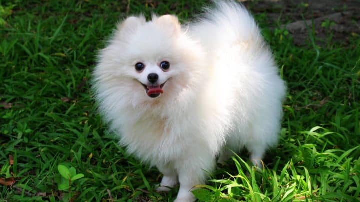 Hunderasse Pomeranian – Die Süsseste Hunderasse Der Welt