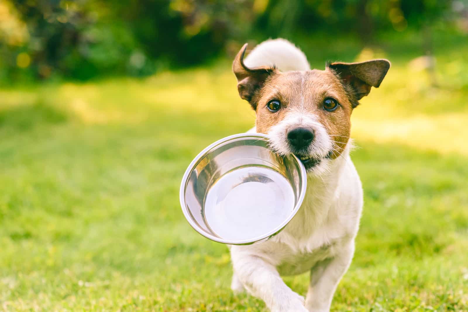 Hungriger oder durstiger Hund holt eine Metallschale, um Futter oder Wasser zu bekommen