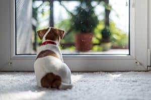 Hund sitzt alleine zu Hause