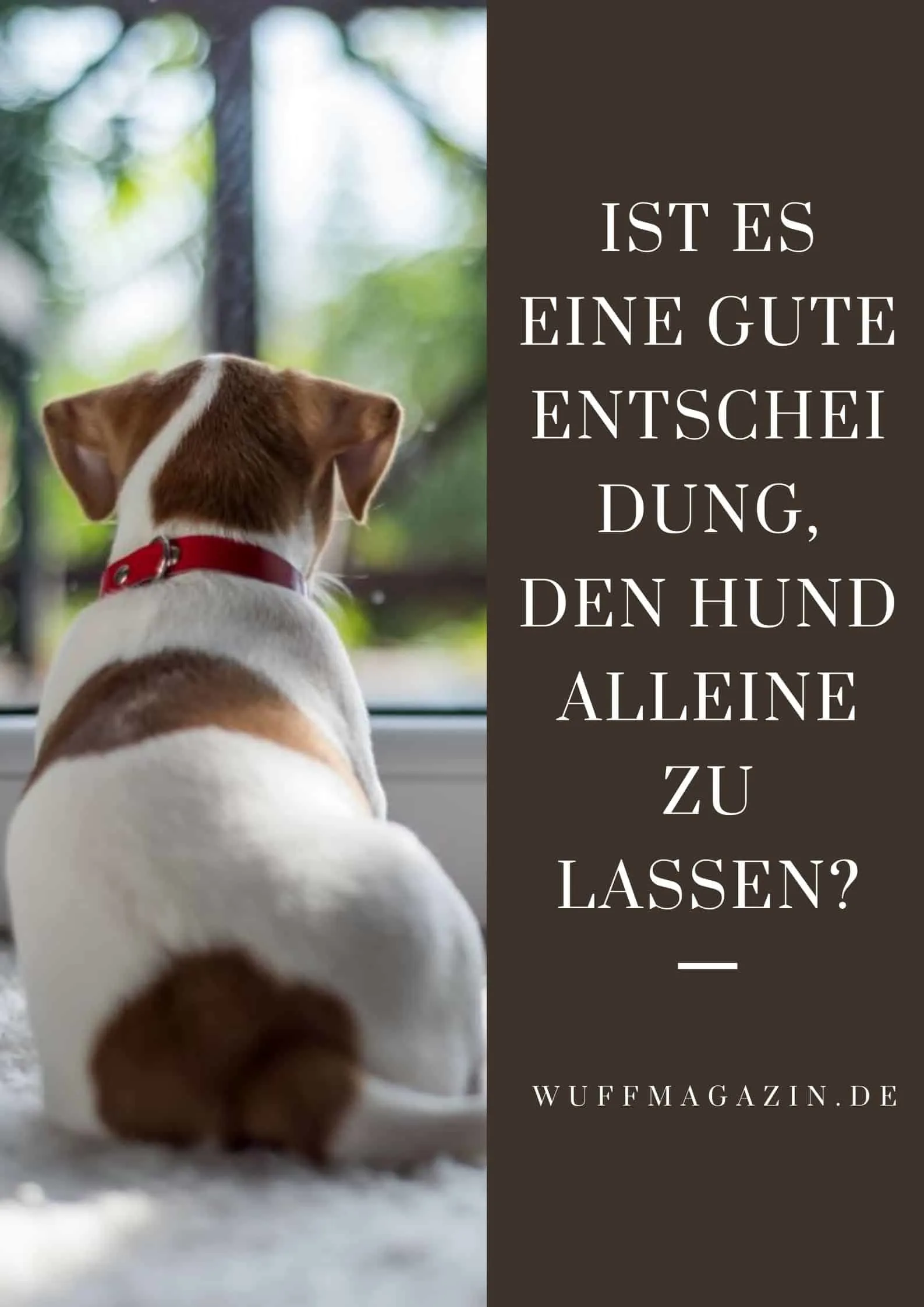 Ist Es Eine Gute Entscheidung, Den Hund Alleine Zu Lassen?