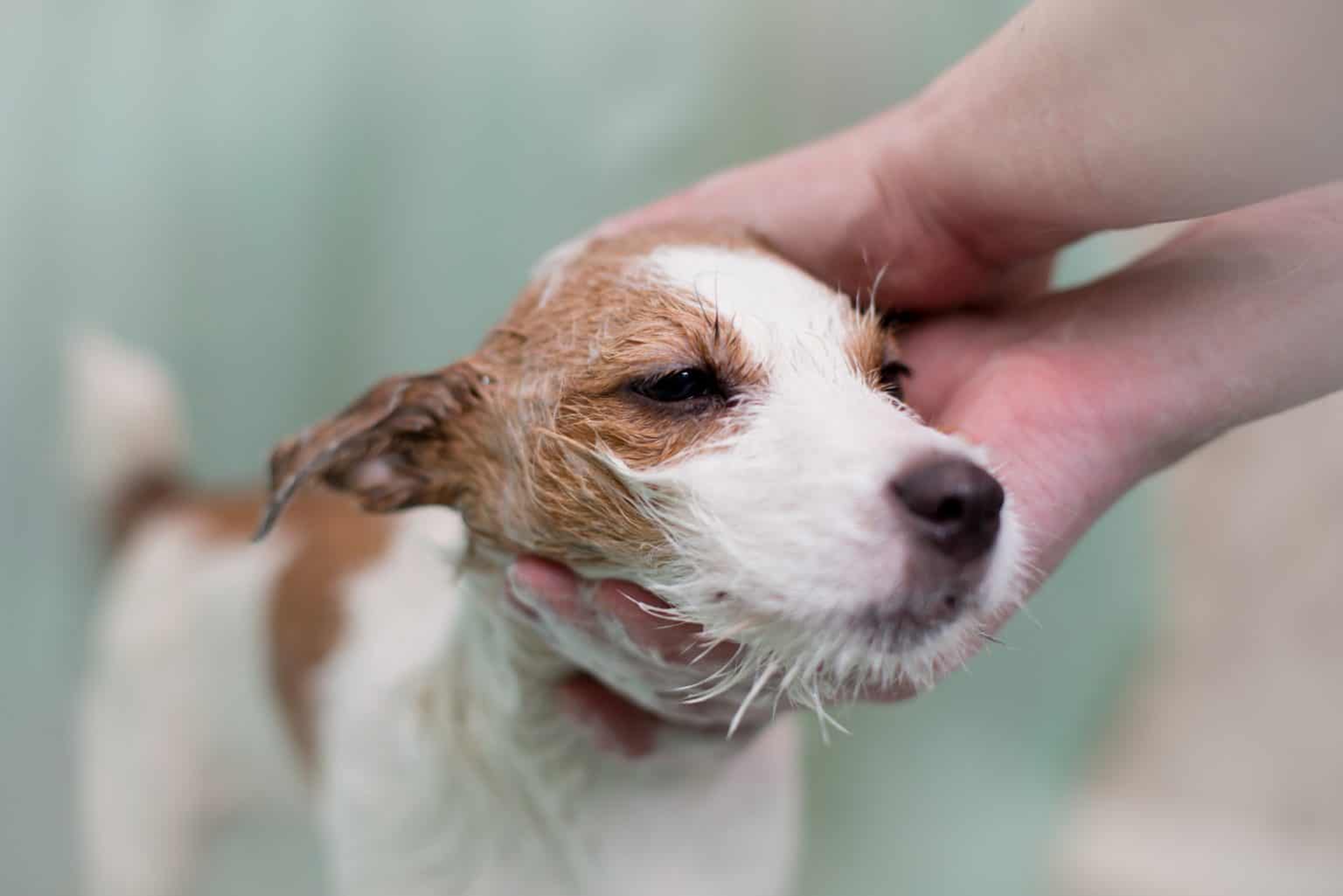 Den Hund baden Schritt für Schritt erklärt