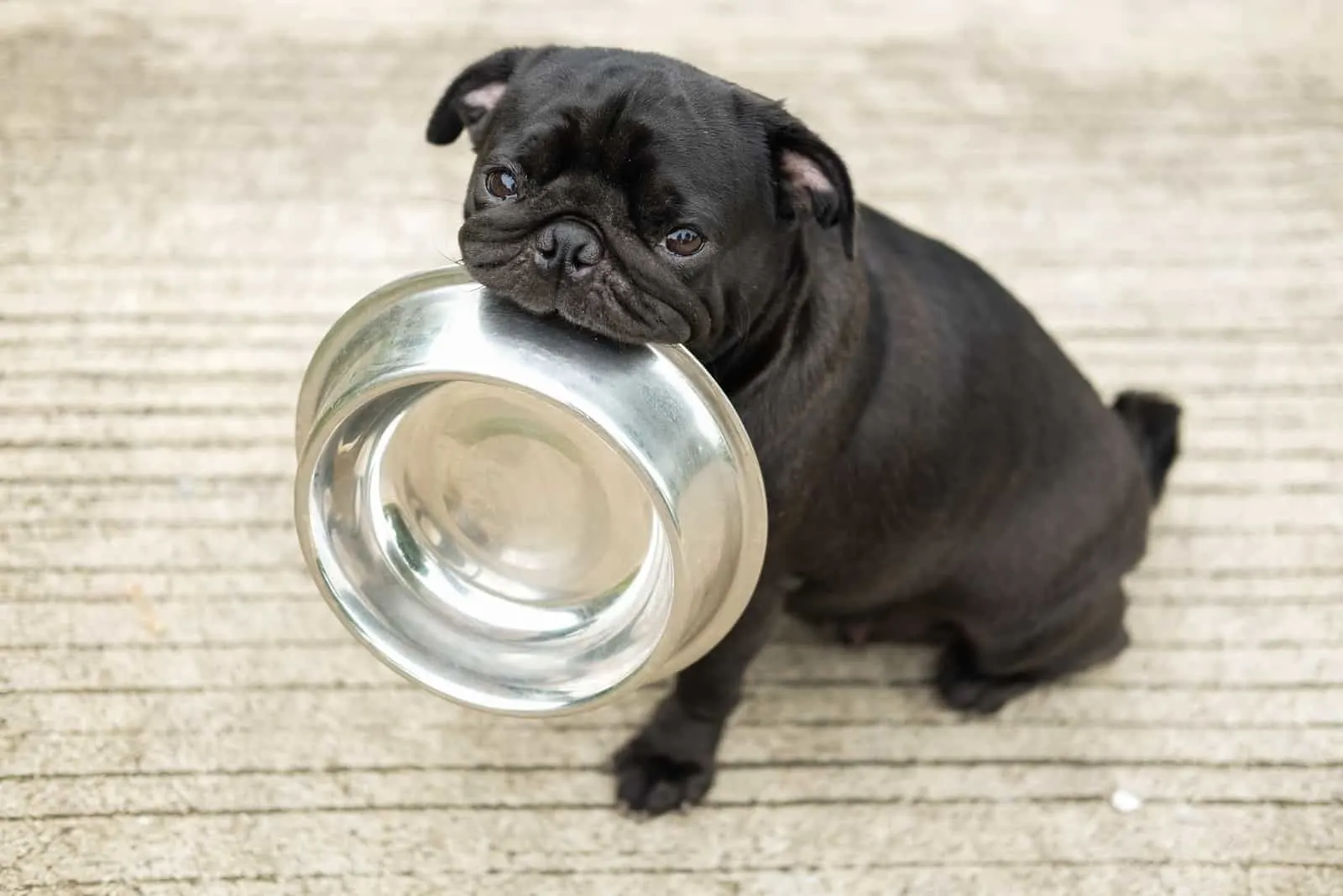 Lustige Mops Hundebiss Edelstahl Schüssel warten, um Hundefutter auf Betonboden zu essen.
