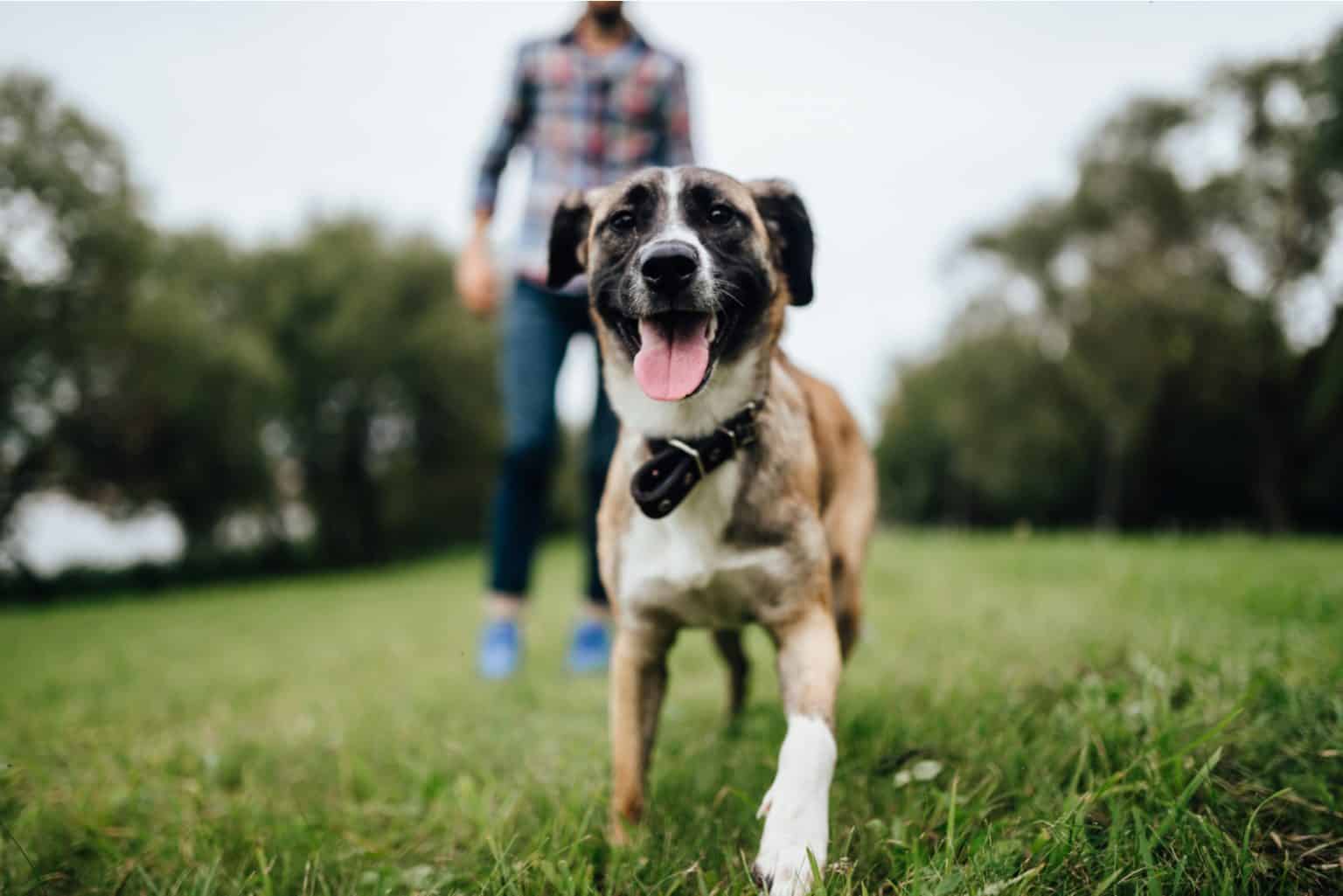 Lebensweisheiten Hunde Zitate zum Nachdenken