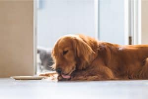 Retriever liegt auf dem Boden und leckt sich die Pfoten